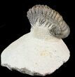 Bargain, Crotalocephalina Trilobite - Zguid, Morocco #49459-2